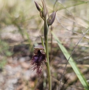 Calochilus platychilus at Captains Flat, NSW - suppressed