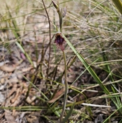 Calochilus platychilus at Captains Flat, NSW - suppressed