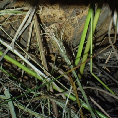 Litoria nasuta (Striped Rocket Frog) at Brunswick Heads, NSW - 12 Oct 2023 by coddiwompler