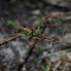 Morabidae (family) (Unidentified matchstick grasshopper) at Brunswick Heads, NSW - 12 Oct 2023 by coddiwompler