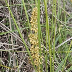 Lomandra filiformis subsp. coriacea (Wattle Matrush) at Belconnen, ACT - 15 Oct 2023 by sangio7
