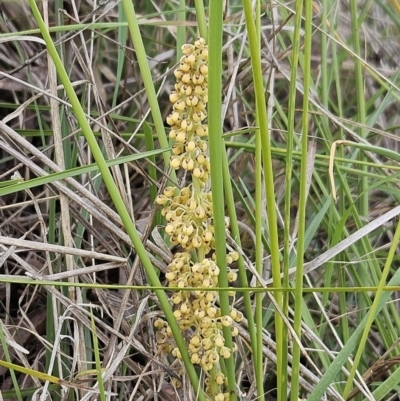 Lomandra filiformis subsp. coriacea (Wattle Matrush) at The Pinnacle - 15 Oct 2023 by sangio7
