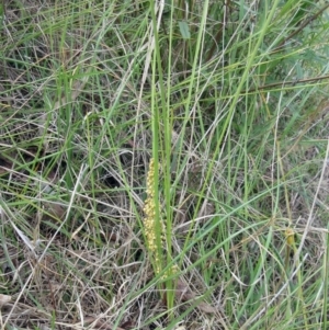 Lomandra filiformis subsp. coriacea at Belconnen, ACT - 15 Oct 2023 03:30 PM