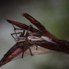 Unidentified Other hunting spider at Brunswick Heads, NSW - 12 Oct 2023 by coddiwompler