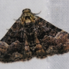 Aporoctena scierodes (Buff-tinted Geometrid) at Sheldon, QLD - 22 Sep 2007 by PJH123