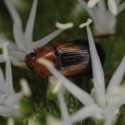 Phyllotocus bimaculatus at Brunswick Heads, NSW - 12 Oct 2023 by coddiwompler