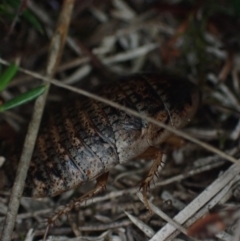 Calolampra sp. (genus) (Bark cockroach) at Brunswick Heads, NSW - 12 Oct 2023 by coddiwompler