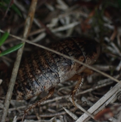 Calolampra sp. (genus) (Bark cockroach) at Brunswick Heads, NSW - 12 Oct 2023 by coddiwompler