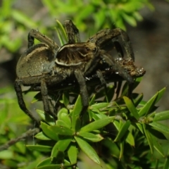 Unidentified Wolf spider (Lycosidae) at Brunswick Heads, NSW - 12 Oct 2023 by coddiwompler