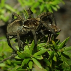 Tasmanicosa sp. (genus) (Tasmanicosa wolf spider) at Brunswick Heads, NSW - 12 Oct 2023 by coddiwompler