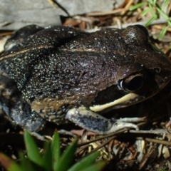 Limnodynastes dumerilii (Eastern Banjo Frog) at Brunswick Heads, NSW - 12 Oct 2023 by coddiwompler