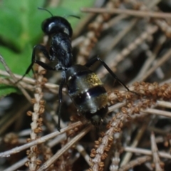 Camponotus aeneopilosus at Brunswick Heads, NSW - 12 Oct 2023 by coddiwompler