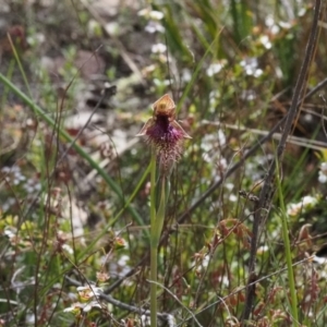 Calochilus platychilus at Canberra Central, ACT - suppressed