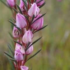 Boronia falcifolia (Wallum Boronia) at Brunswick Heads, NSW - 28 Sep 2023 by coddiwompler