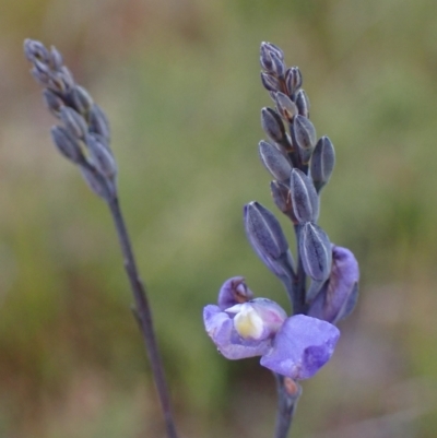 Comesperma defoliatum (Leafless Milkwort) at Brunswick Heads, NSW - 28 Sep 2023 by coddiwompler