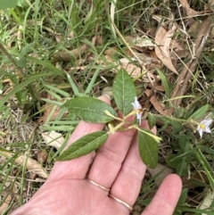 Solanum stelligerum (Devil's Needles) at Blackbutt, NSW - 17 Oct 2023 by lbradley