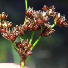 Juncus planifolius (broad-leaved rush) at Brunswick Heads, NSW - 28 Sep 2023 by coddiwompler