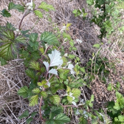 Rubus parvifolius (Native Raspberry) at Canberra Central, ACT - 17 Oct 2023 by SilkeSma