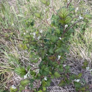 Rubus parvifolius at Canberra Central, ACT - 17 Oct 2023