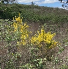 Cytisus scoparius subsp. scoparius (Scotch Broom, Broom, English Broom) at Yarralumla, ACT - 17 Oct 2023 by SilkeSma