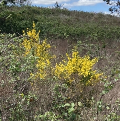 Cytisus scoparius subsp. scoparius (Scotch Broom, Broom, English Broom) at Yarralumla, ACT - 17 Oct 2023 by SilkeSma