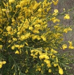 Cytisus scoparius subsp. scoparius at Yarralumla, ACT - 17 Oct 2023 11:43 AM