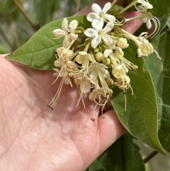 Clerodendrum tomentosum (Hairy Clerodendrum) at Barrack Heights, NSW - 17 Oct 2023 by lbradley