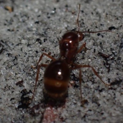 Unidentified Ant (Hymenoptera, Formicidae) at Brunswick Heads, NSW - 28 Sep 2023 by coddiwompler