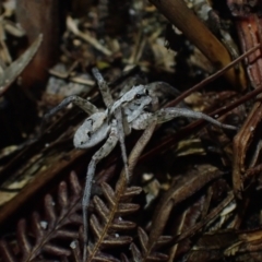 Lycosidae (family) (Wolf spider) at Brunswick Heads, NSW - 28 Sep 2023 by coddiwompler