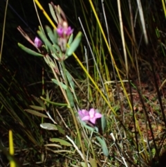 Boronia parviflora (Small-flowered Boronia) at Brunswick Heads, NSW - 28 Sep 2023 by coddiwompler