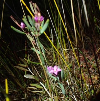 Boronia parviflora (Small-flowered Boronia) at Brunswick Heads, NSW - 28 Sep 2023 by coddiwompler