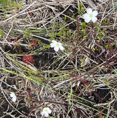 Drosera spatulata (Common Sundew) at Ocean Shores, NSW - 8 Jan 2023 by Sanpete