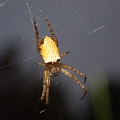Unidentified Orb-weaving spider (several families) at Brunswick Heads, NSW - 28 Sep 2023 by coddiwompler