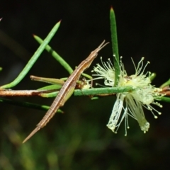 Morabidae (family) (Unidentified matchstick grasshopper) at Brunswick Heads, NSW - 28 Sep 2023 by coddiwompler