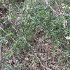 Geitonoplesium cymosum (Climbing Lily) at Barrack Heights, NSW - 17 Oct 2023 by lbradley