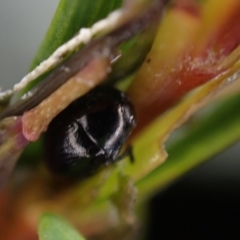 Cryptocephalinae (sub-family) at Brunswick Heads, NSW - 28 Sep 2023 by coddiwompler