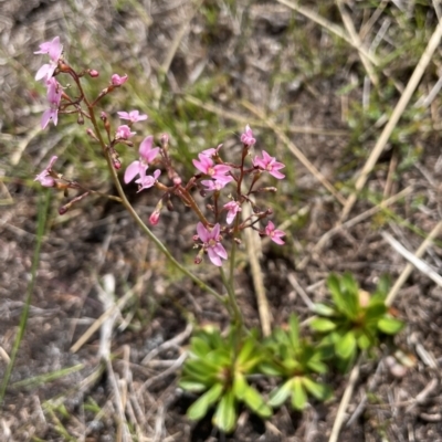 Stylidium ornatum at Brunswick Heads, NSW - 4 Nov 2022 by Sanpete