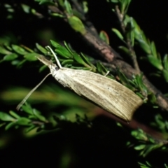 Crambidae sp. (family) at Brunswick Heads, NSW - 28 Sep 2023 by coddiwompler