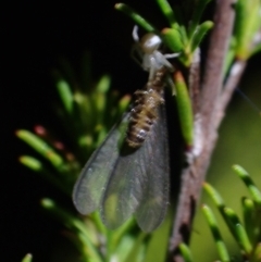 Unidentified Other hunting spider at Brunswick Heads, NSW - 28 Sep 2023 by coddiwompler