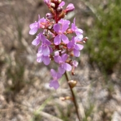 Stylidium graminifolium (grass triggerplant) at Brunswick Heads, NSW - 4 Dec 2022 by Sanpete