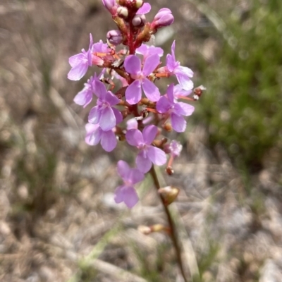 Stylidium graminifolium (Grass Triggerplant) at Brunswick Heads, NSW - 4 Dec 2022 by Sanpete