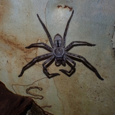 Holconia immanis (Grey Huntsman) at Brunswick Heads, NSW - 28 Sep 2023 by coddiwompler