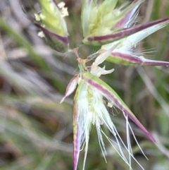 Rytidosperma sp. (Wallaby Grass) at Fentons Creek, VIC - 11 Oct 2023 by KL