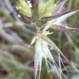 Rytidosperma (genus) at Fentons Creek, VIC - suppressed