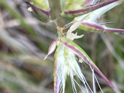 Rytidosperma (genus) (Wallaby Grass) at Fentons Creek, VIC - 12 Oct 2023 by KL