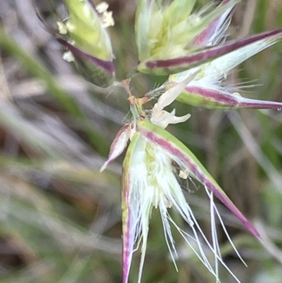 Rytidosperma (genus) (Wallaby Grass) at Fentons Creek, VIC - 12 Oct 2023 by KL