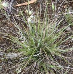 Rytidosperma (genus) at Fentons Creek, VIC - suppressed