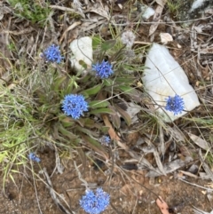 Brunonia australis (Blue Pincushion) at Fentons Creek, VIC - 12 Oct 2023 by KL