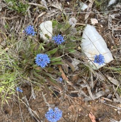 Brunonia australis (Blue Pincushion) at Fentons Creek, VIC - 11 Oct 2023 by KL