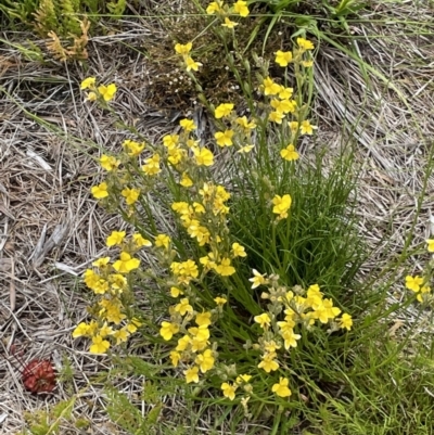 Goodenia stelligera (Wallum Goodenia) at Brunswick Heads, NSW - 3 Dec 2022 by Sanpete